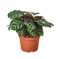 Calathea 'Makoyana'