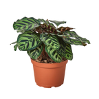 Calathea 'Makoyana'