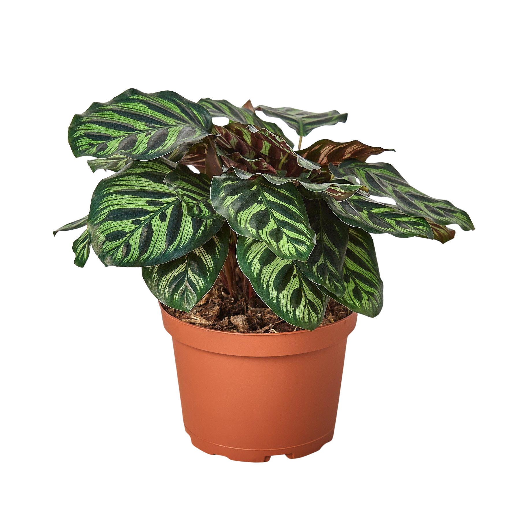 Calathea 'Makoyana'