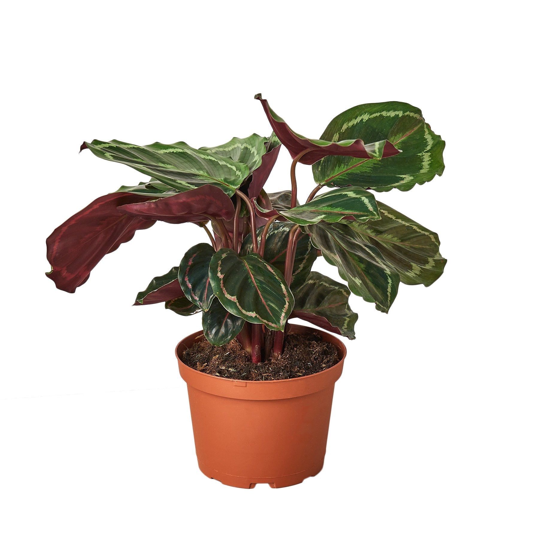 Calathea Roseopicta 'Medallion' – view 2