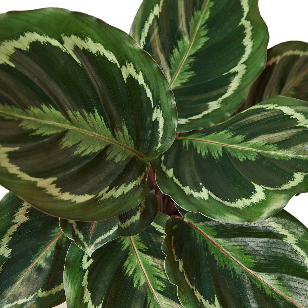 Calathea Roseopicta 'Medallion' – view 4