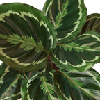 Calathea Roseopicta 'Medallion' – view 4