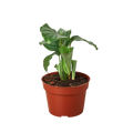 Calathea 'Orbifolia' Live Plant