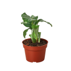 Calathea 'Orbifolia' Live Plant