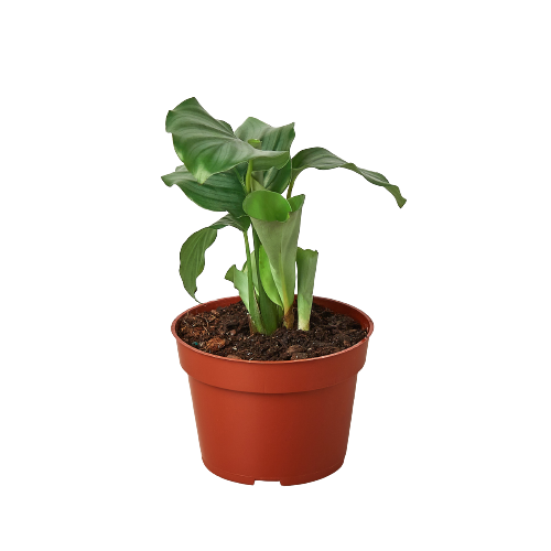 Calathea 'Orbifolia' Live Plant