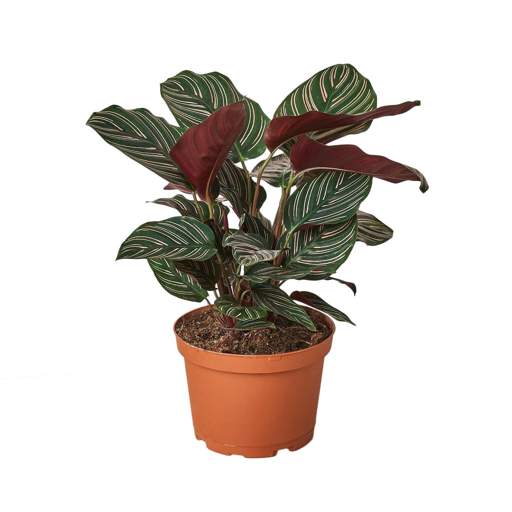 Calathea 'Ornata' – view 3
