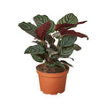 Calathea 'Ornata' Live Plant – 6" Nursery Pot
