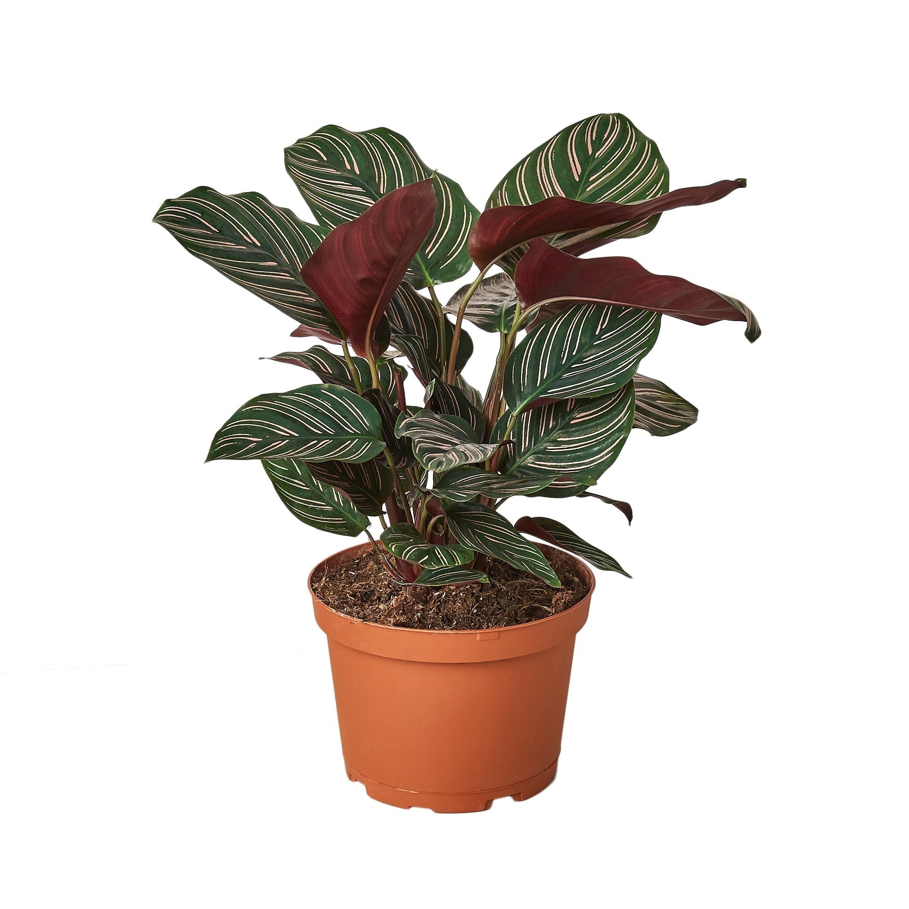 Calathea 'Ornata' Live Plant – 6" Nursery Pot