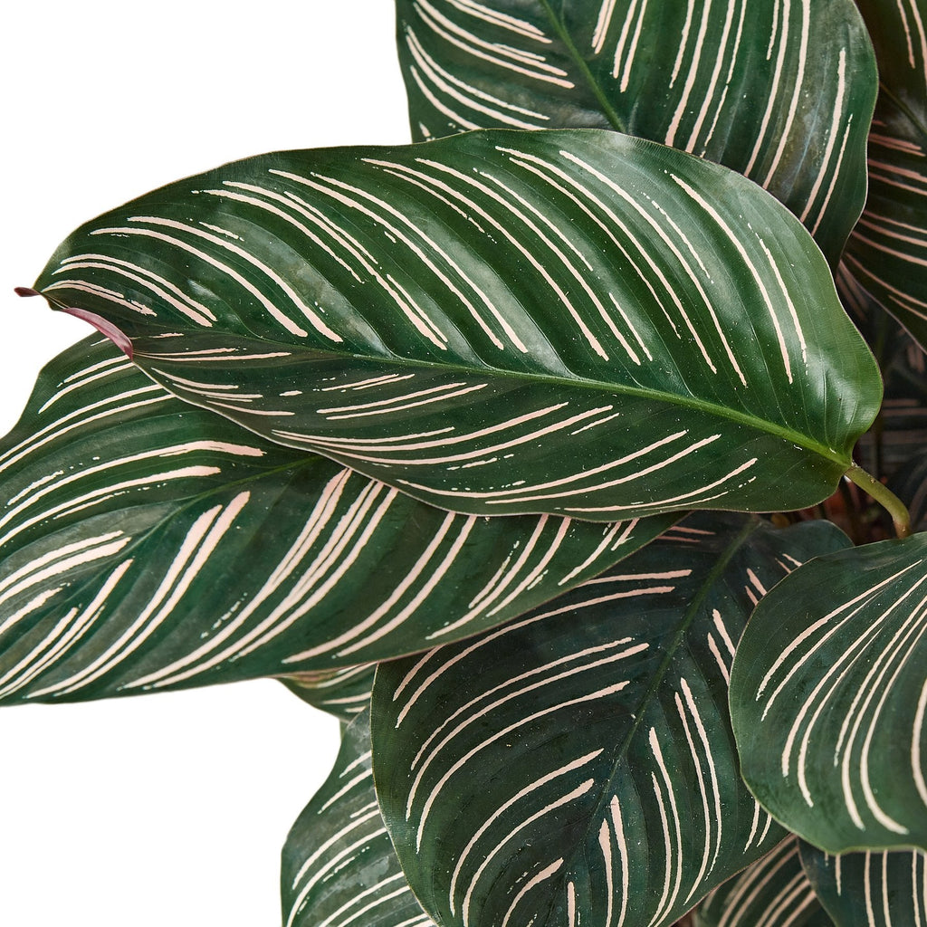 Calathea 'Ornata' – view 4