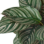 Calathea 'Ornata' – view 4
