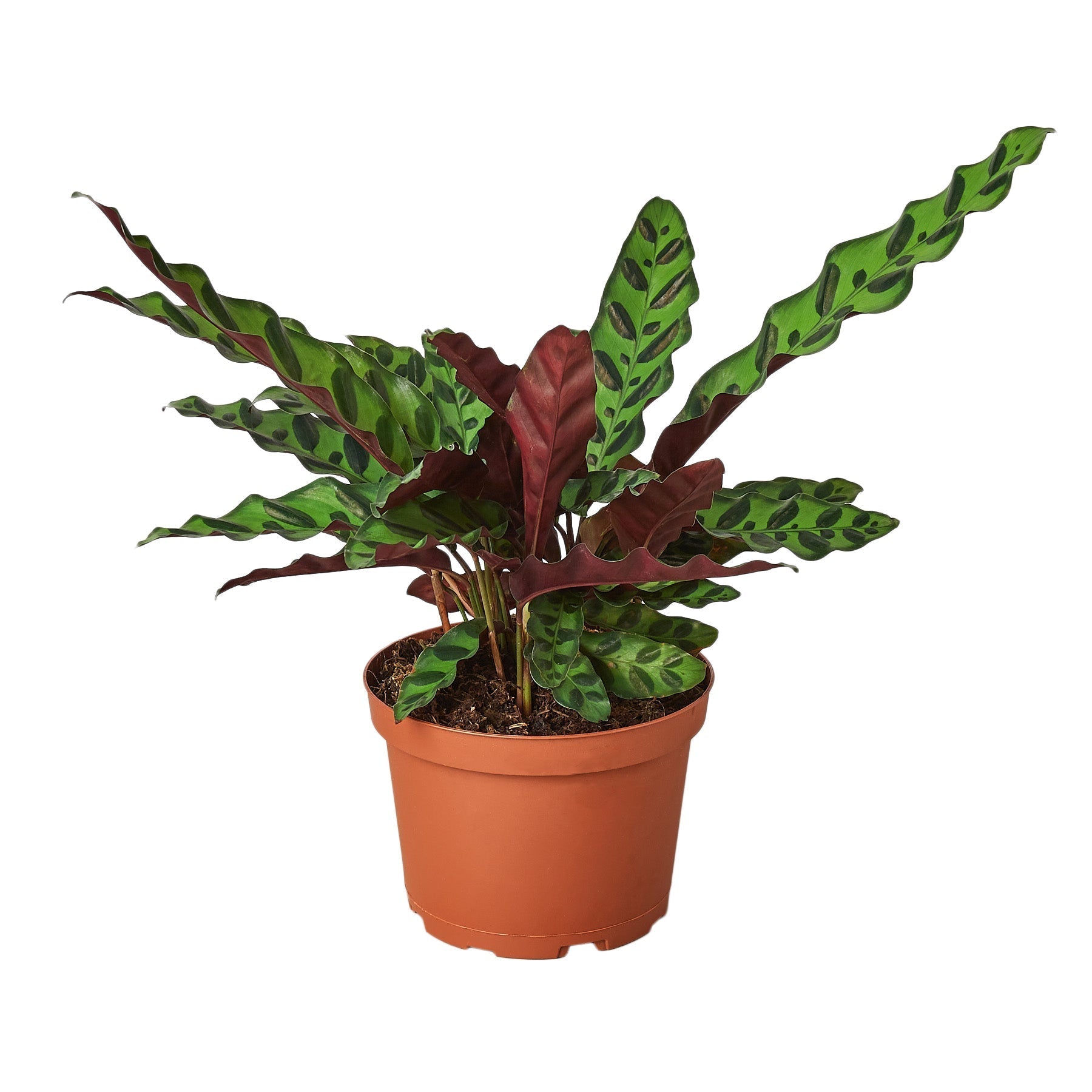 Calathea Lancifolia 'Rattlesnake' Live Plant – 6" Nursery Pot