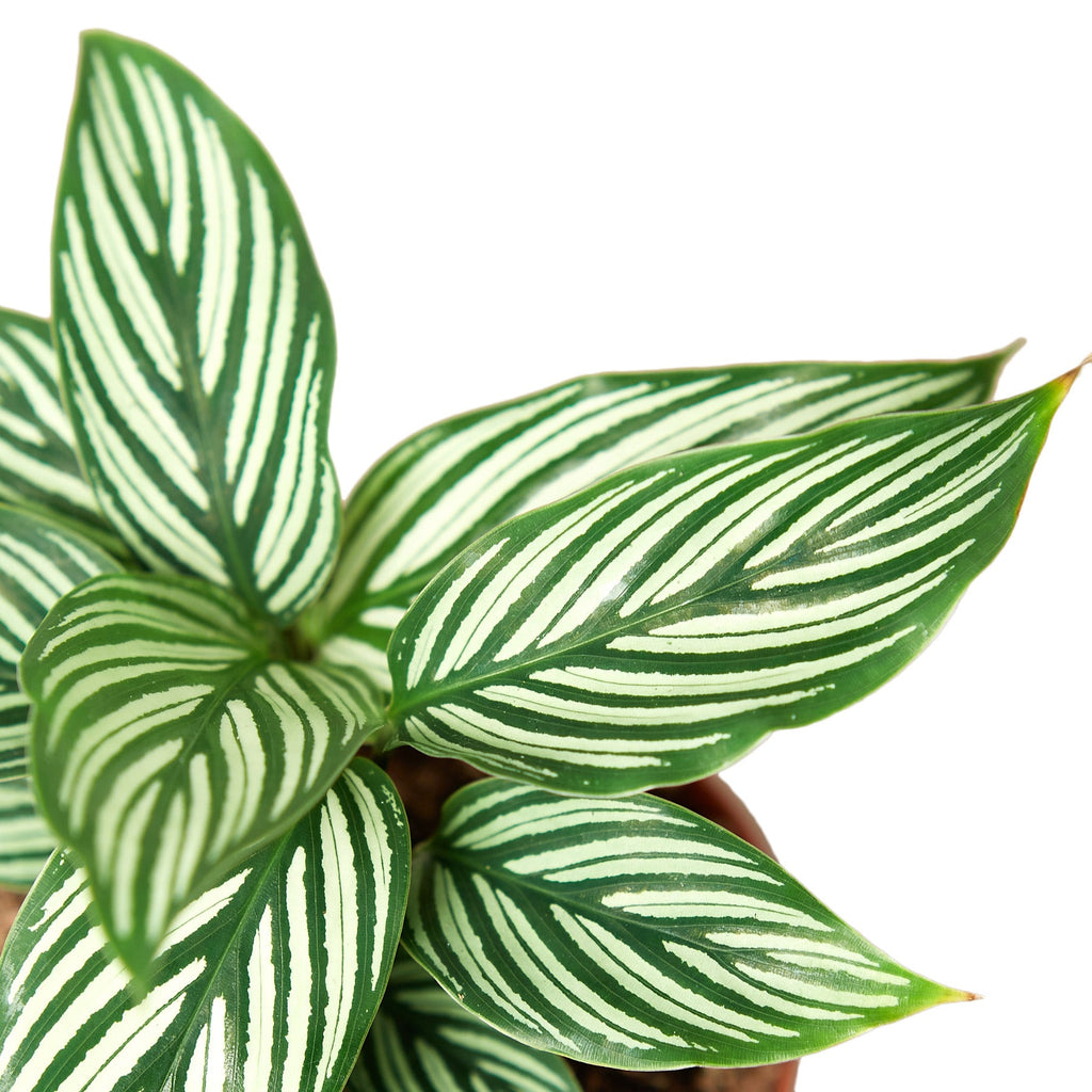 Calathea 'Vittata' – view 2