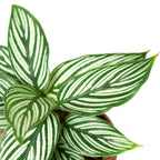 Calathea 'Vittata' – view 2