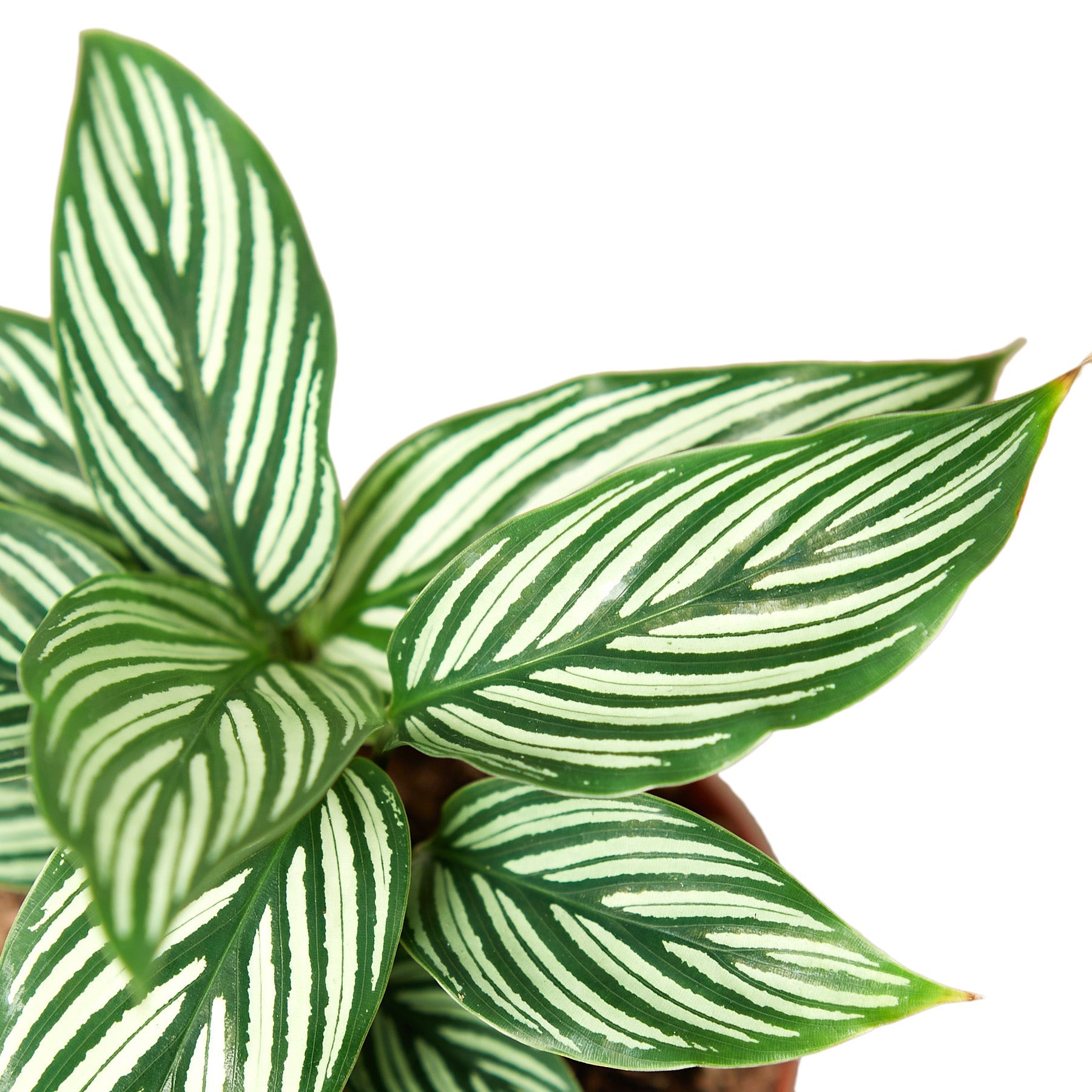 Calathea 'Vittata' – view 2