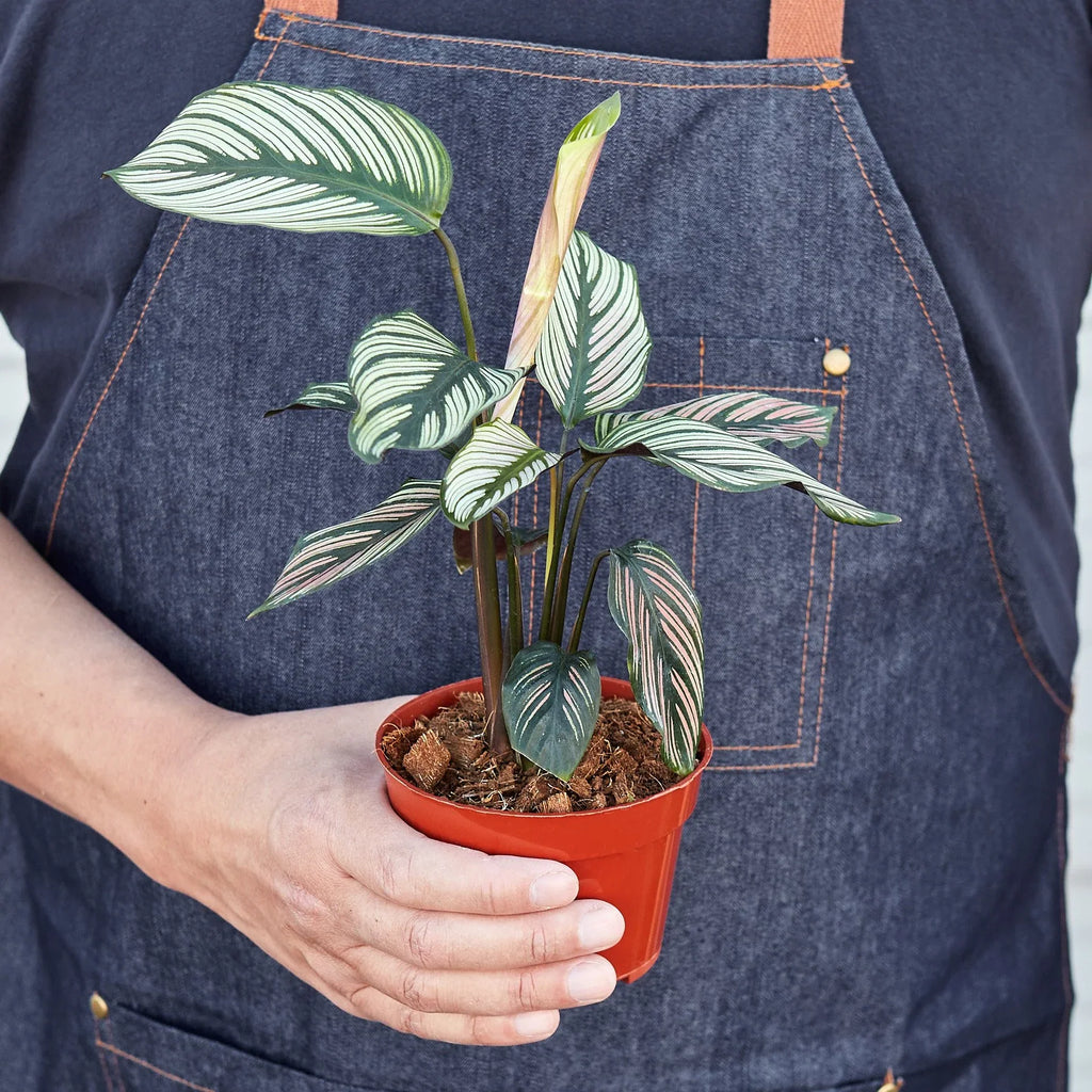 Calathea 'White Star' – view 3
