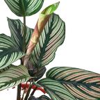 Calathea 'White Star' – view 2