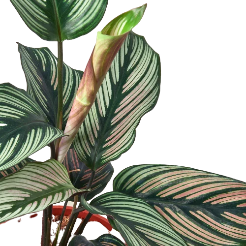 Calathea 'White Star' – view 2