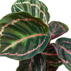 Calathea 'Dottie' – view 2
