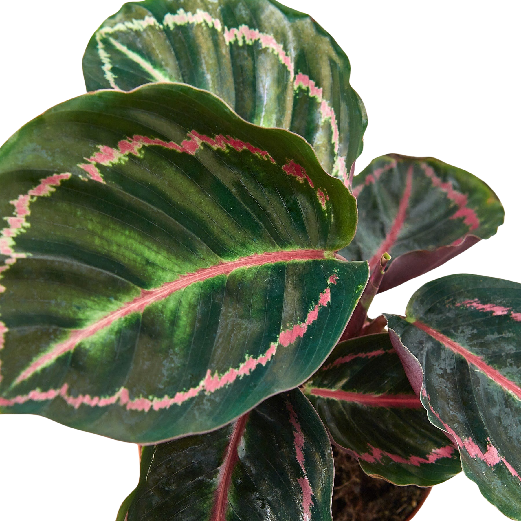 Calathea 'Dottie' – view 2
