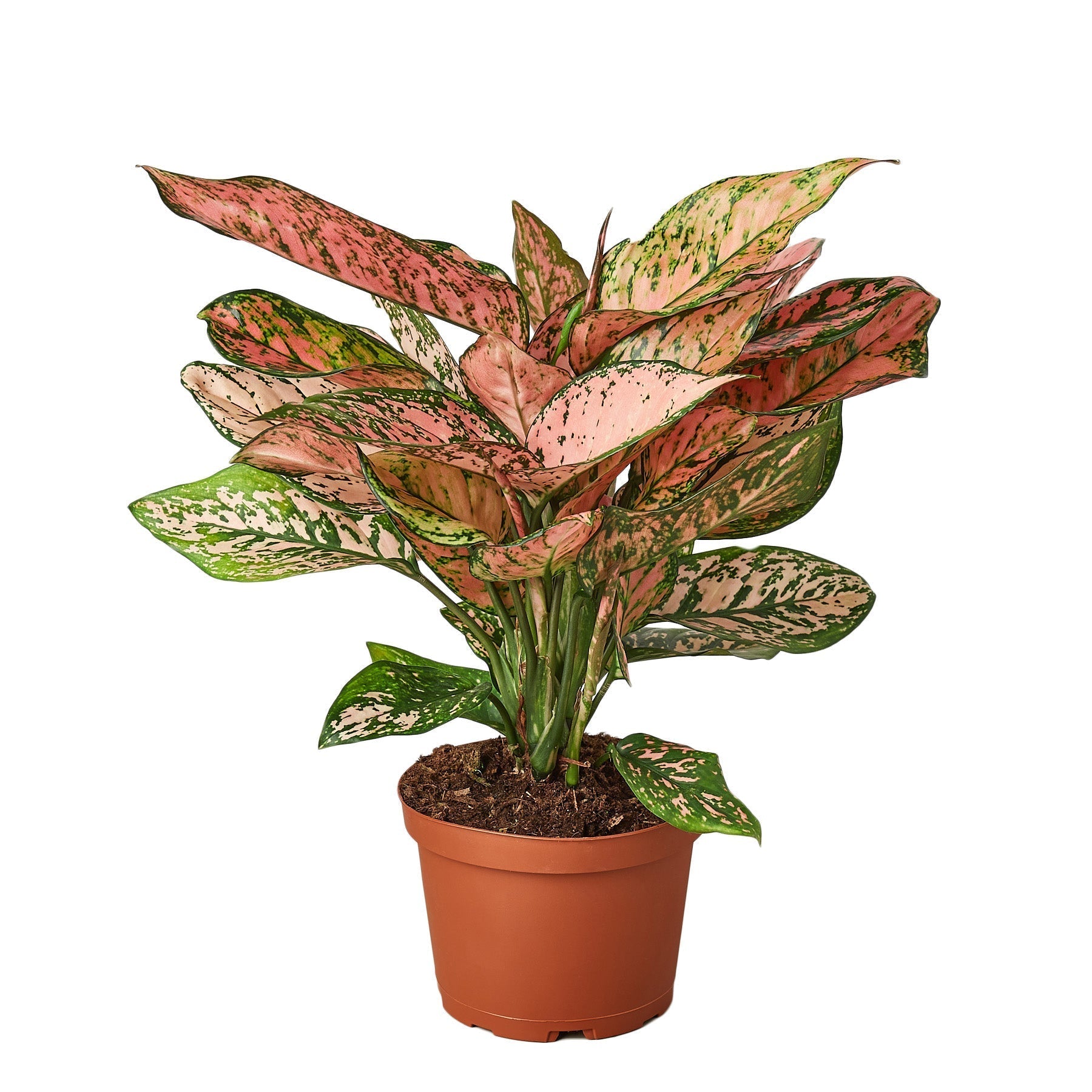 Chinese Evergreen 'Lady Valentine' Live Plant – 6" Nursery Pot