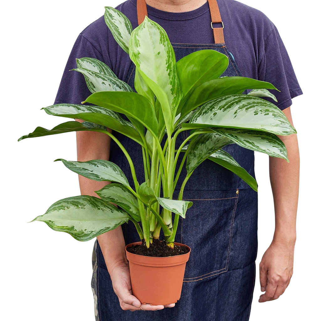 Chinese Evergreen 'Silver Bay' – view 4