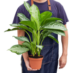 Chinese Evergreen 'Silver Bay' – view 4