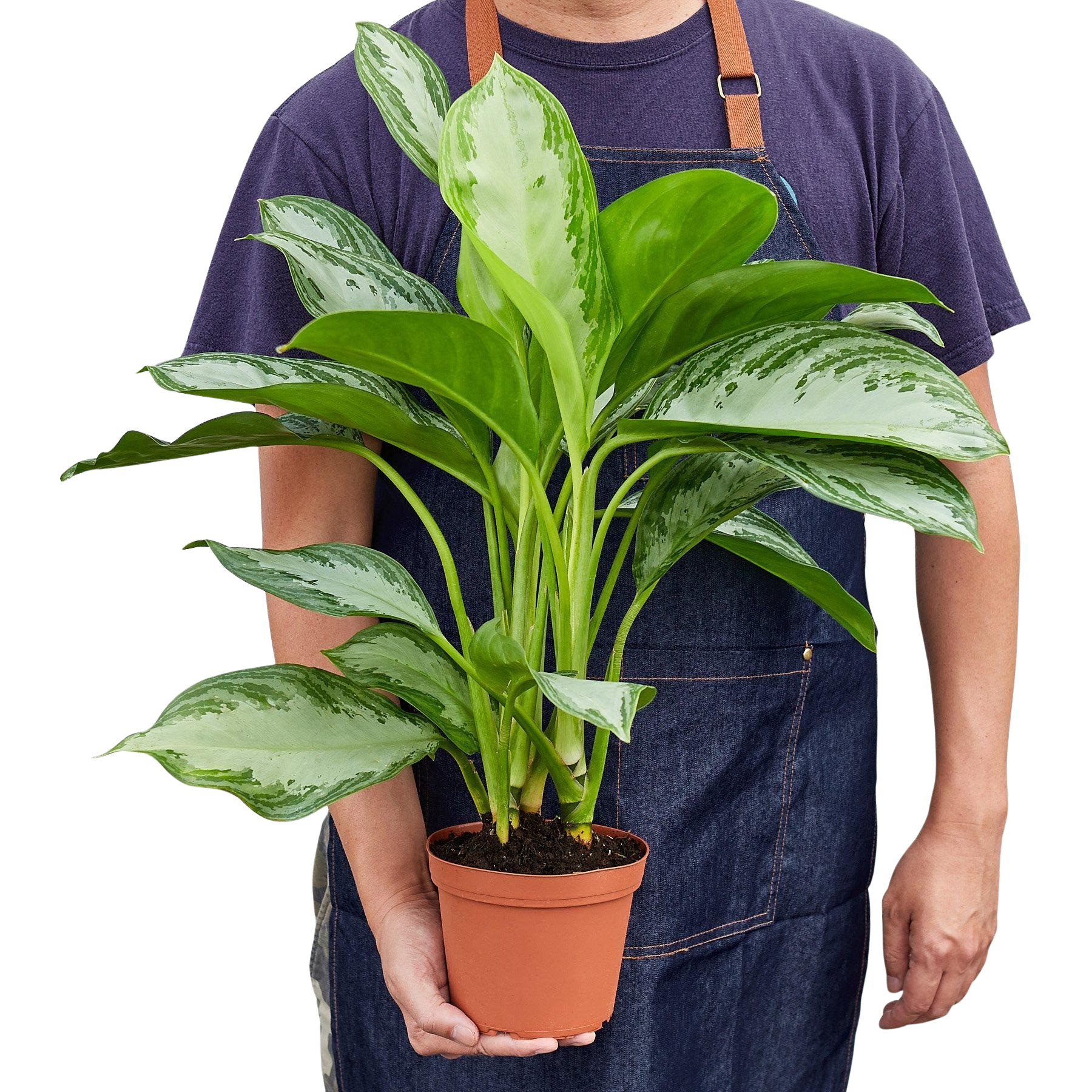 Chinese Evergreen 'Silver Bay' – view 4