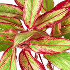 Chinese Evergreen 'Red Siam' – view 2