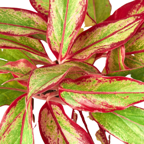 Chinese Evergreen 'Red Siam' – view 2