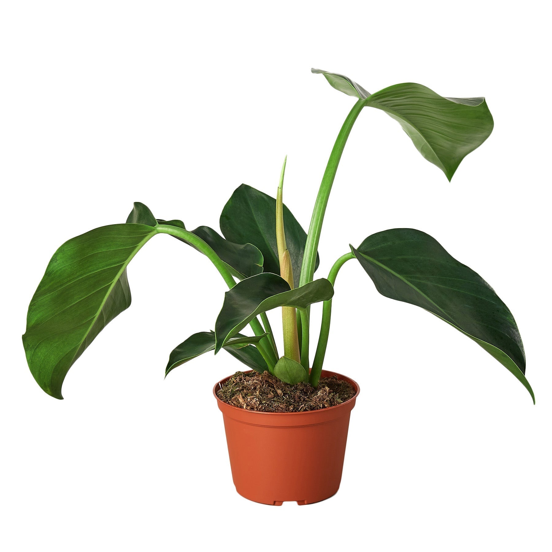 Philodendron 'Congo Green' Live Plant – 6" Nursery Pot