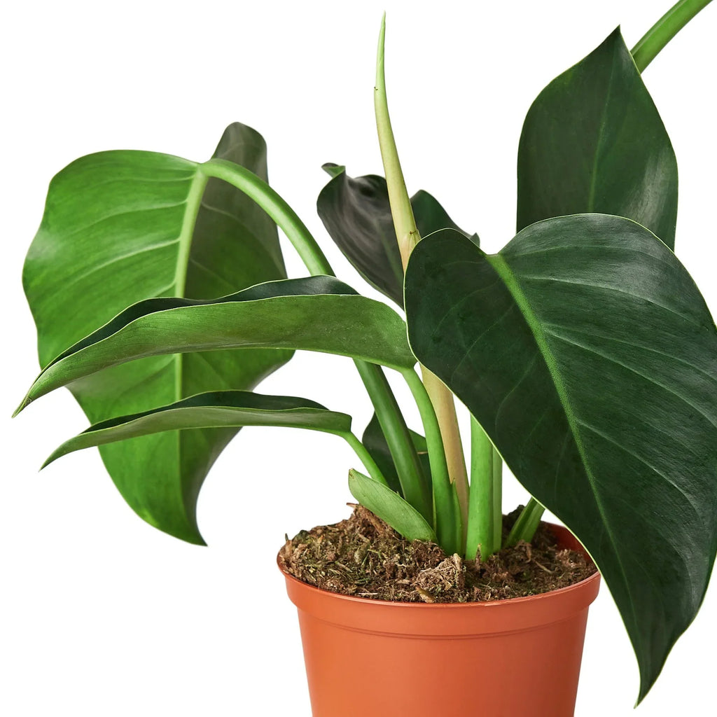 Philodendron 'Congo Green' – view 2