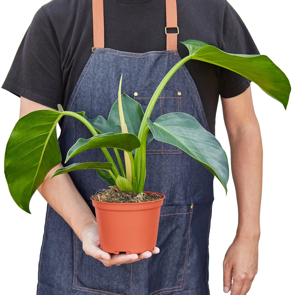 Philodendron 'Congo Green' – view 3
