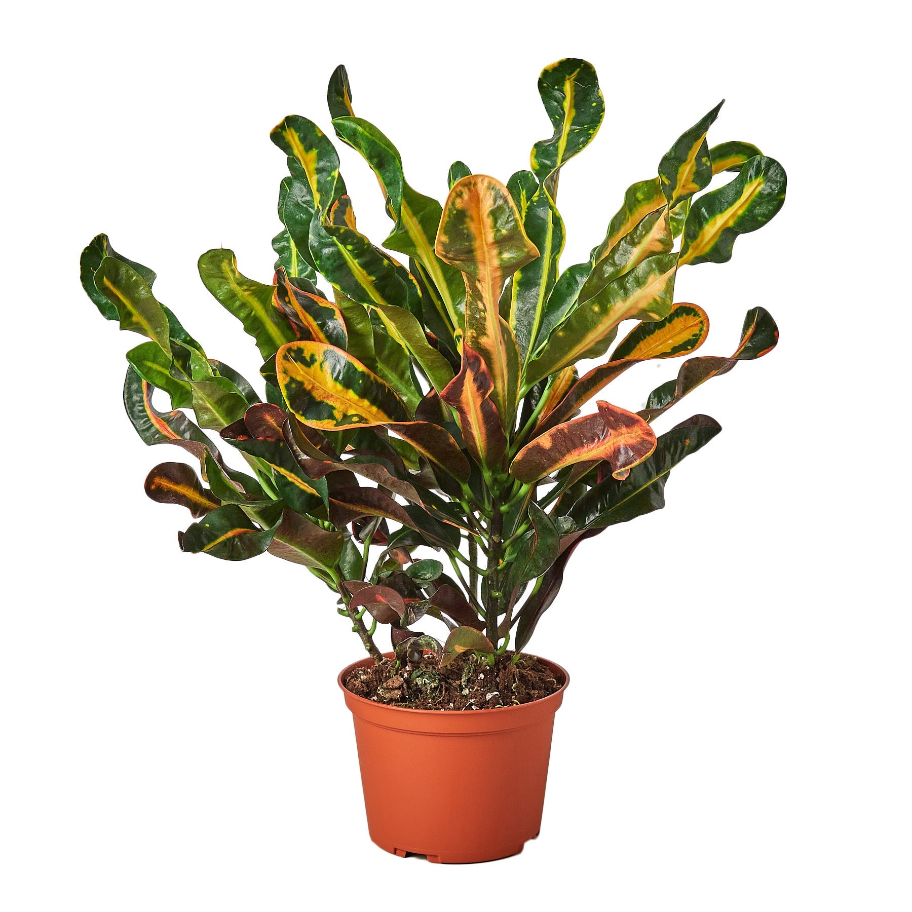 Croton 'Mammy'