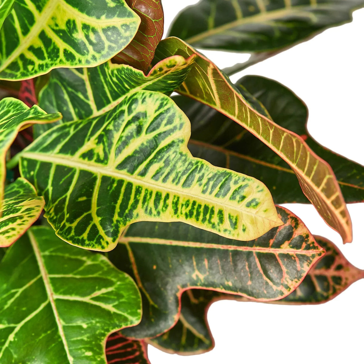 Croton 'Oak Leaf' – view 2