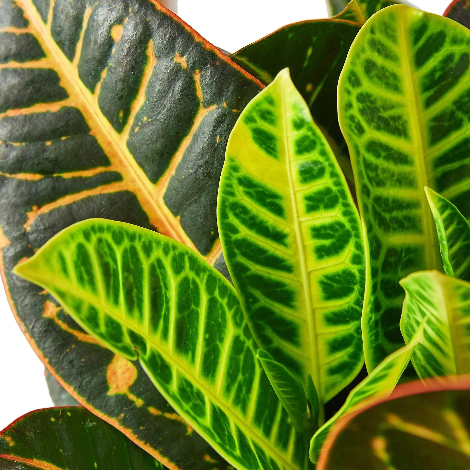 Croton Petra 'Joseph's Coat' – view 5