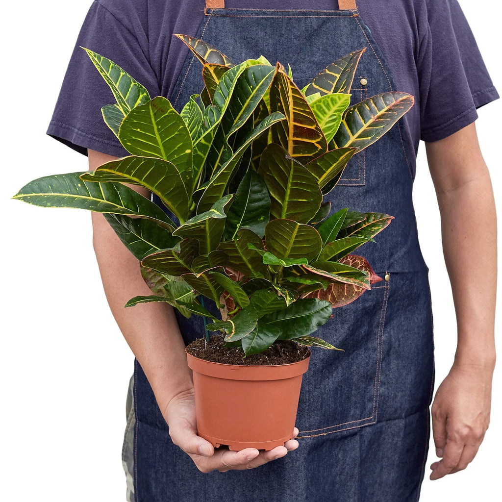 Croton Petra 'Joseph's Coat' – view 6
