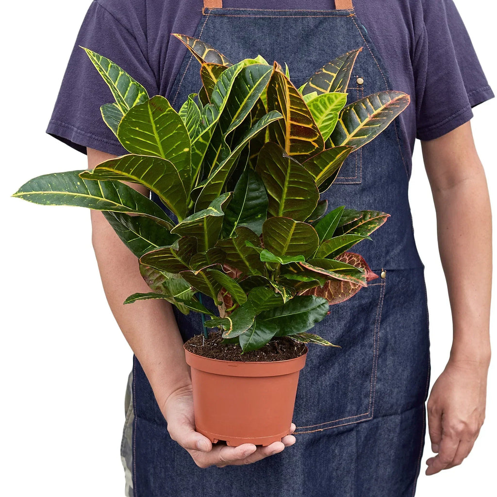 Croton Petra 'Joseph's Coat' – view 6