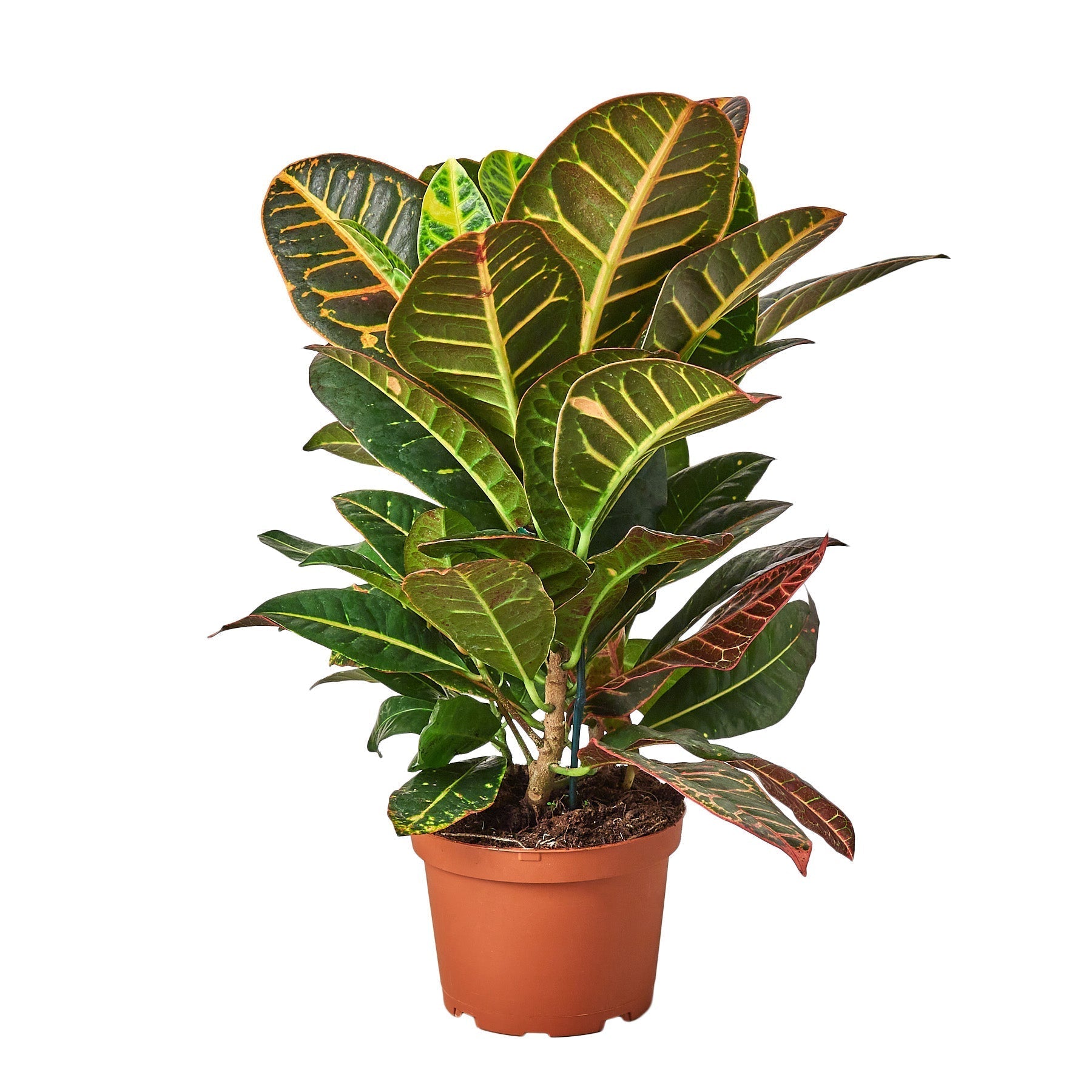Croton Petra 'Joseph's Coat' Live Plant – 6" Nursery Pot