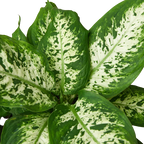 Dieffenbachia 'Tropic Snow' – view 2