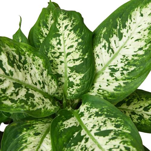 Dieffenbachia 'Tropic Snow' – view 2
