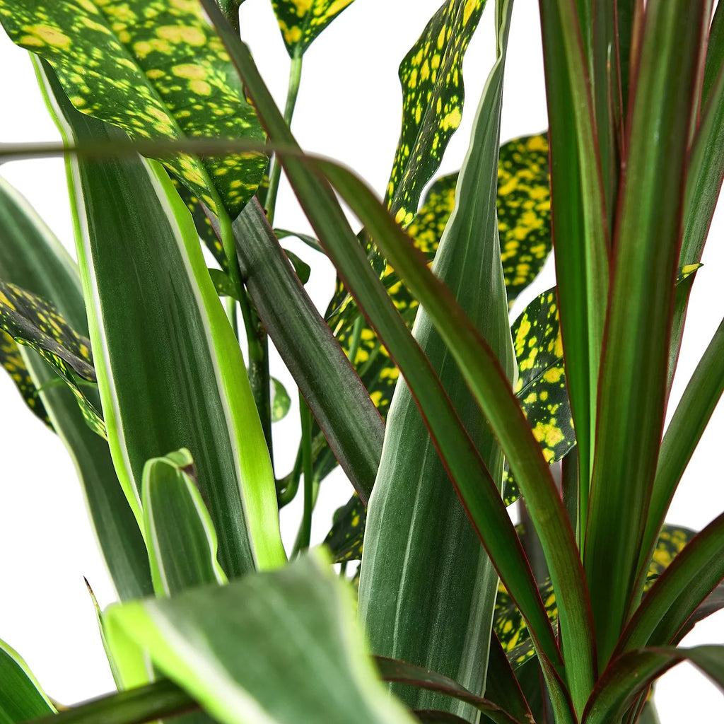 Dracaena 'Combo' – view 5