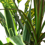Dracaena 'Combo' – view 5