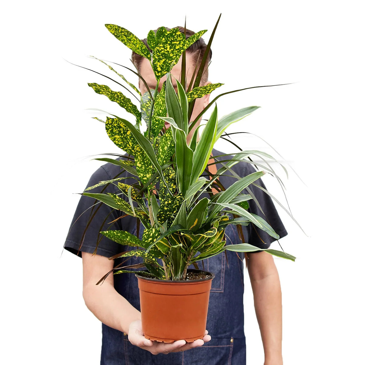 Dracaena 'Combo' – view 6