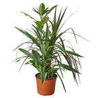 Dracaena 'Combo' – view 4