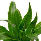 Dracaena 'Janet Craig' – view 5