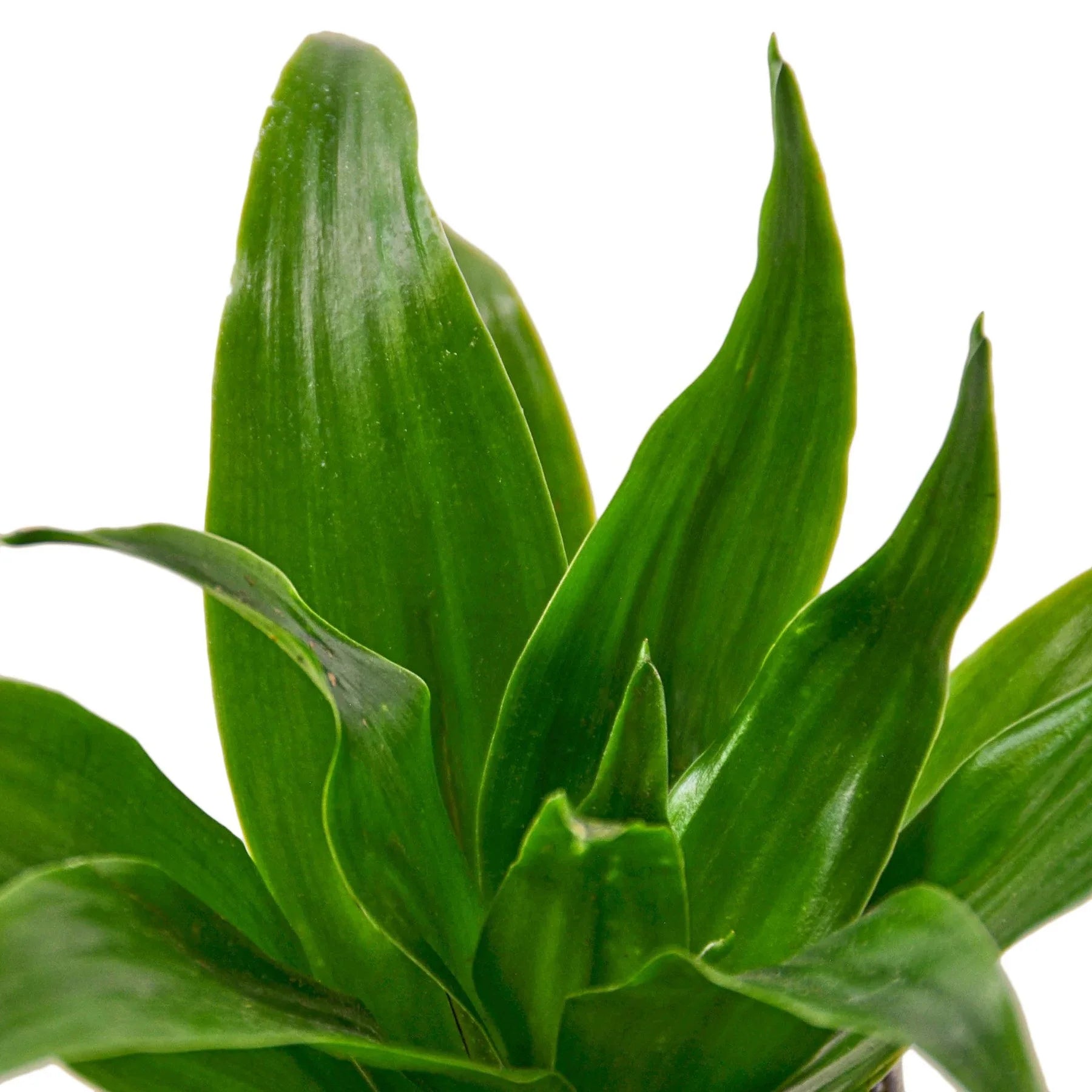 Dracaena 'Janet Craig' – view 5