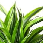 Dracaena 'Lemon Lime' – view 5