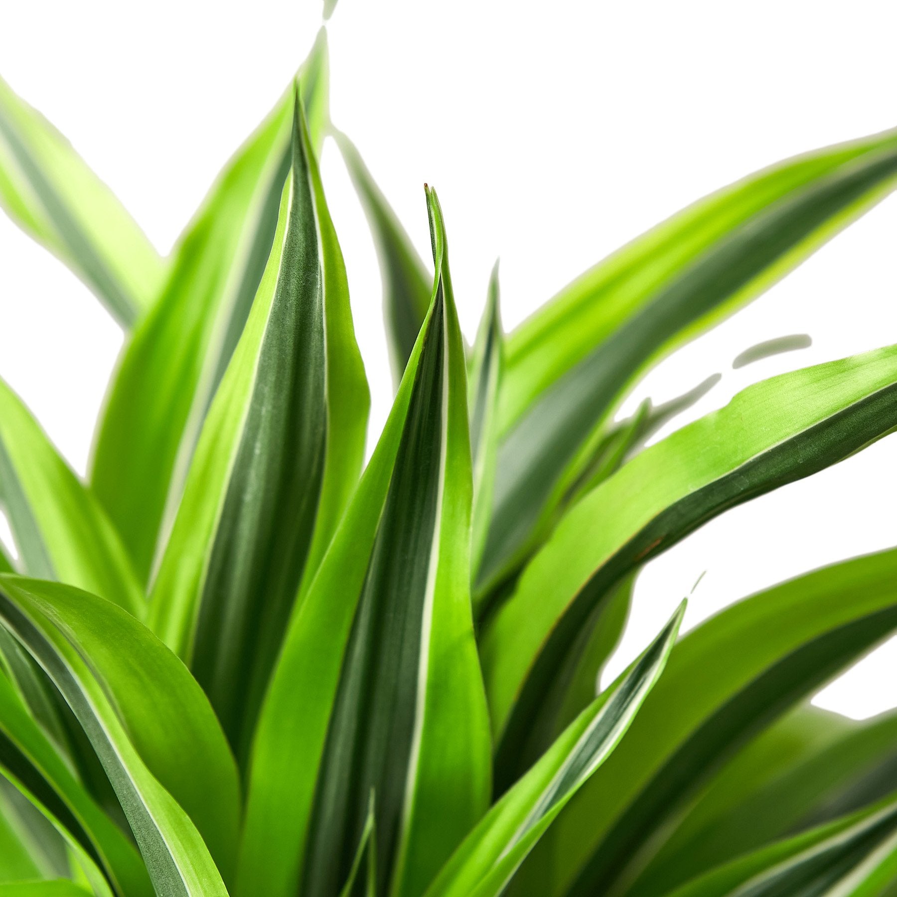 Dracaena 'Lemon Lime' – view 5