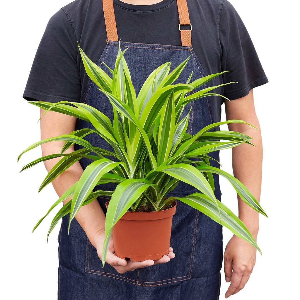Dracaena 'Lemon Lime' – view 6