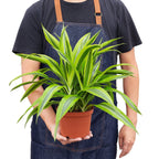 Dracaena 'Lemon Lime' – view 6